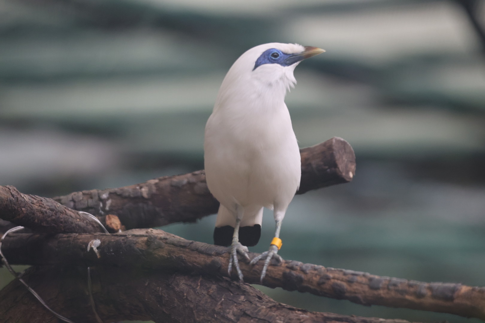 Bali myna (Leucopsar rothschildi)