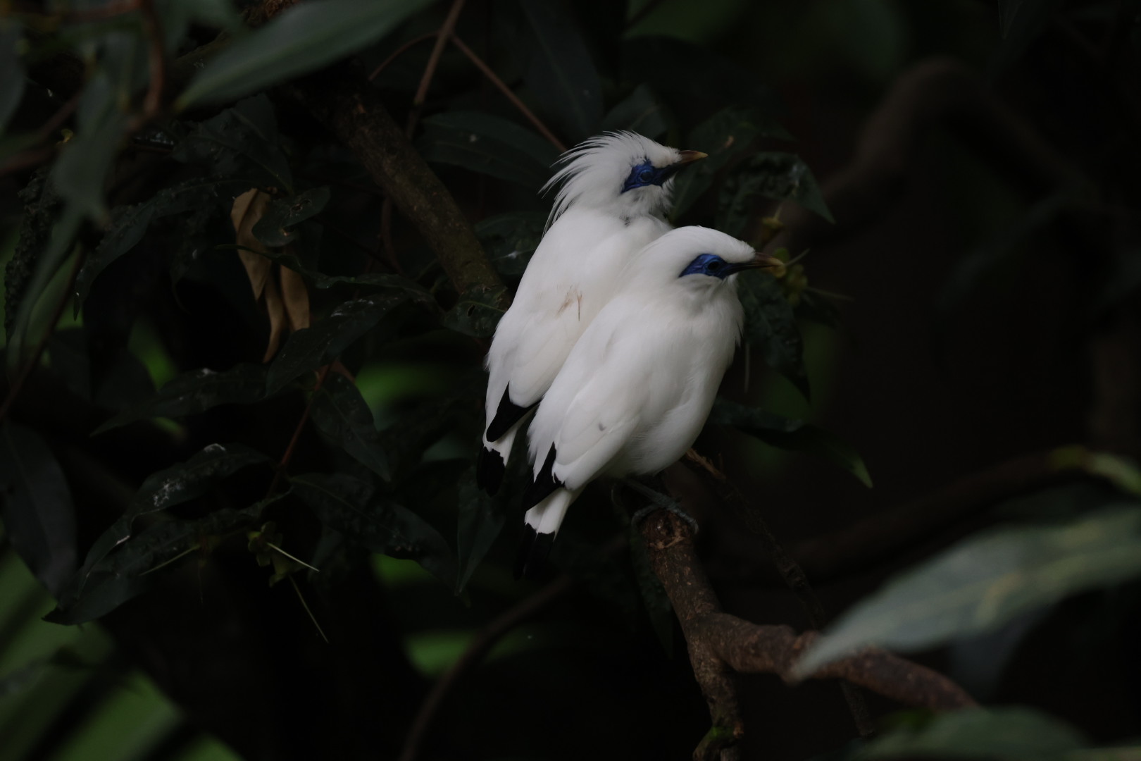 Bali myna (Leucopsar rothschildi)