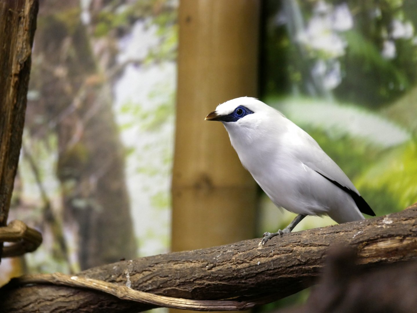 Bali myna (Leucopsar rothschildi)