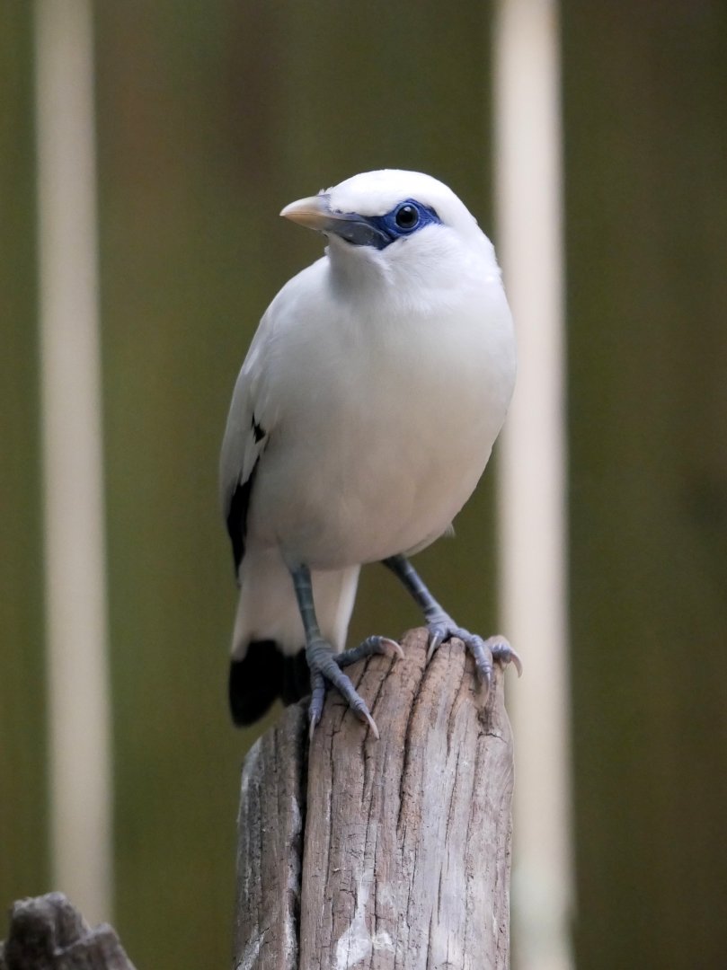 Bali myna (Leucopsar rothschildi)