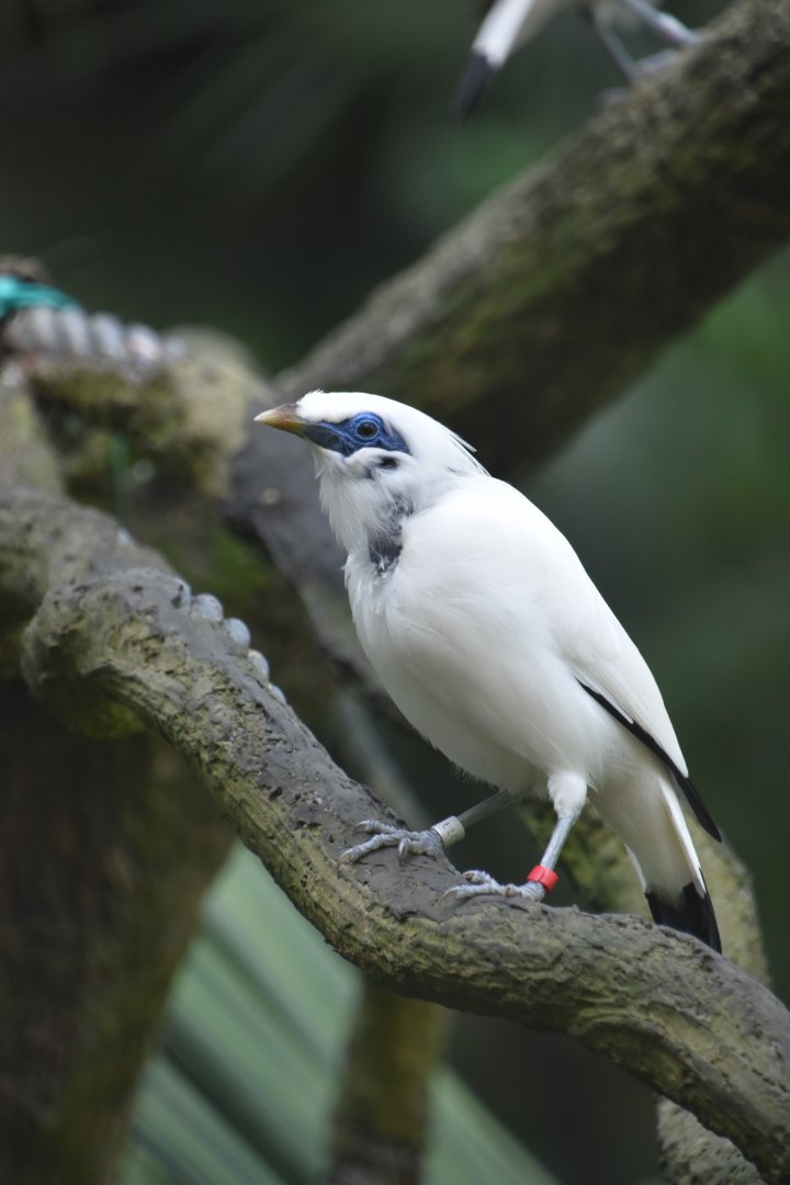 Bali myna, Leucopsar rothschildi