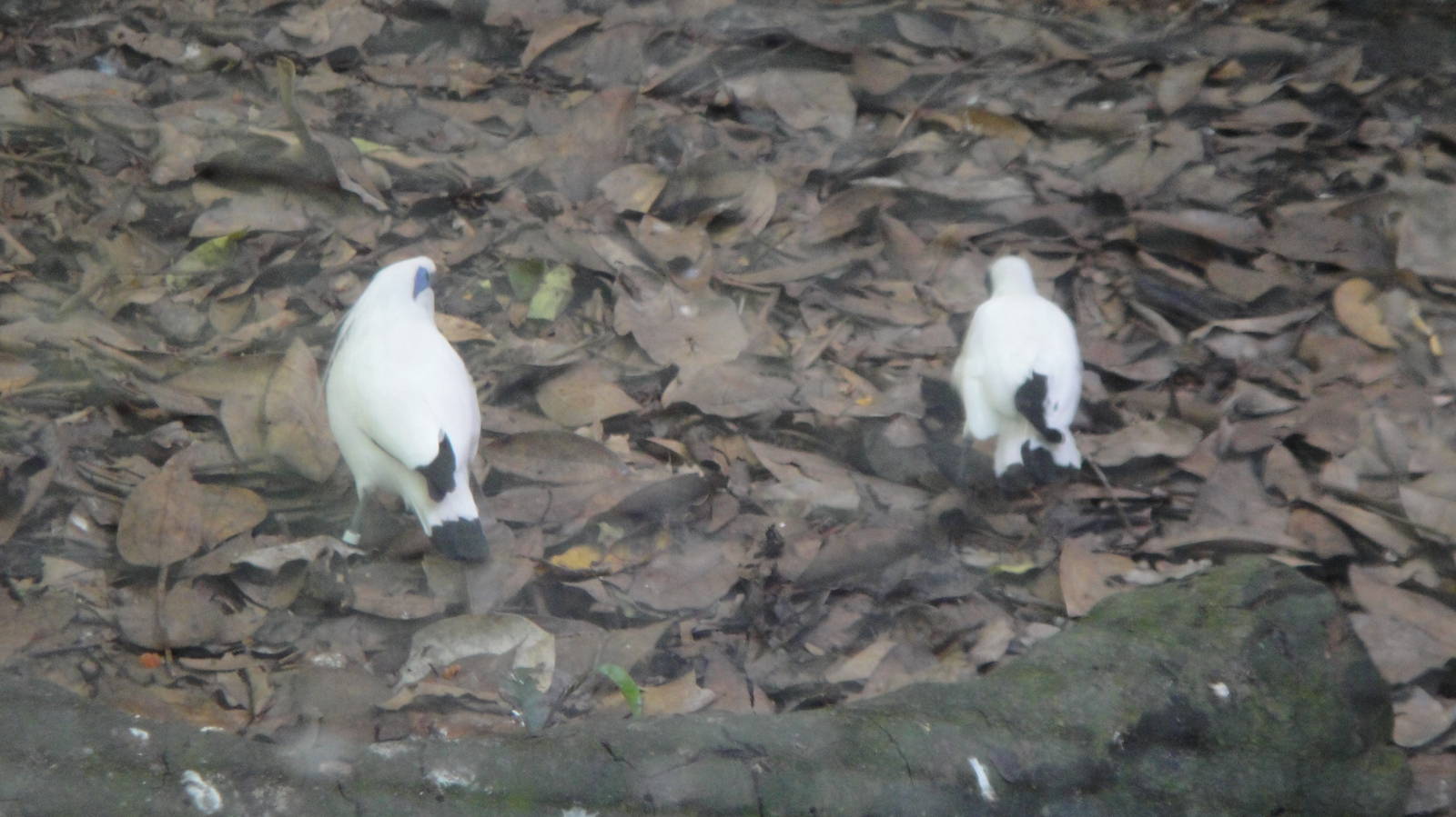 Bali Myna (Leucopsar rotschildi)
