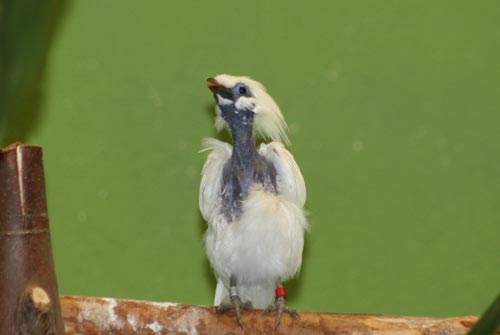 Bali Myna Molting