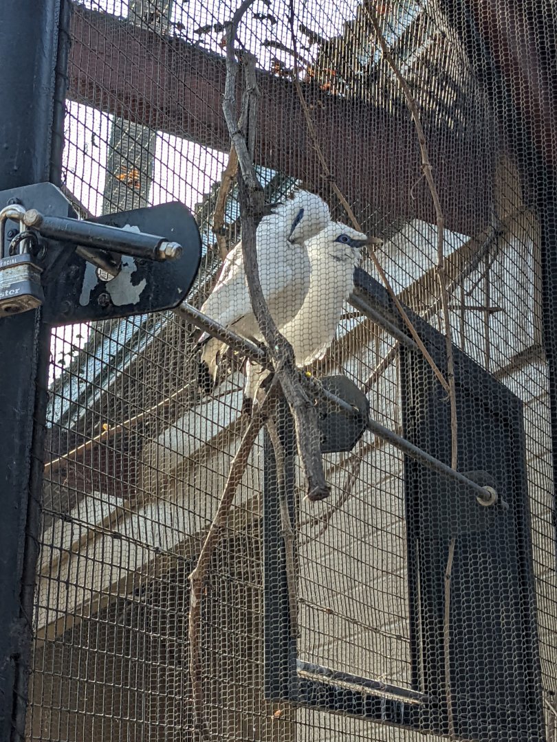 Bali Myna Pair