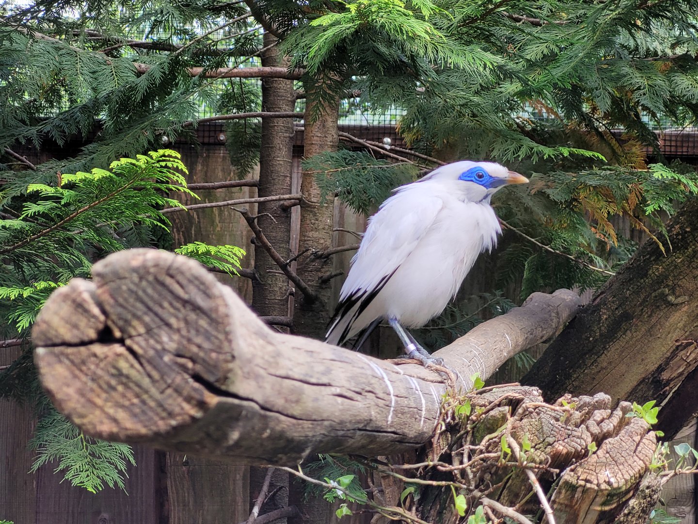 Bali myna -Parc Animalier des Pyrénées (2023)