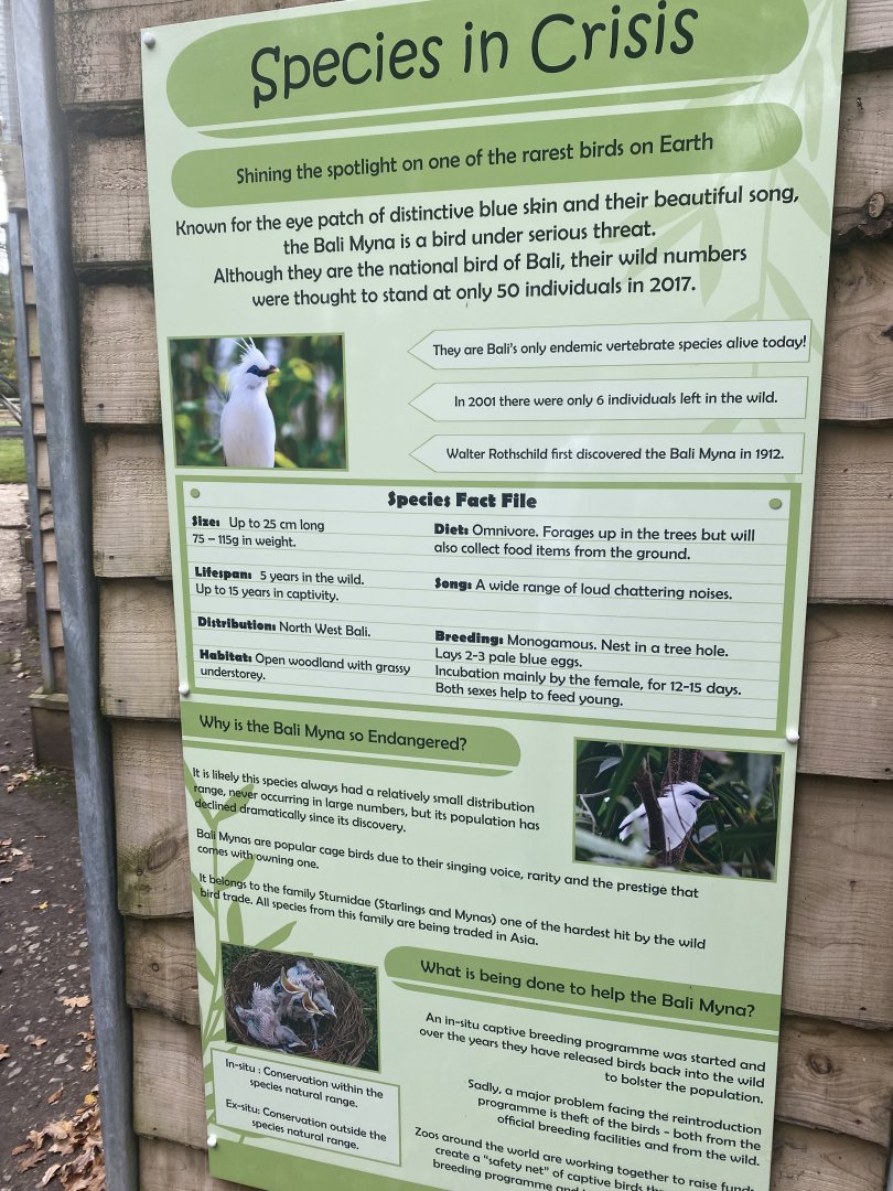Bali myna sign 061121