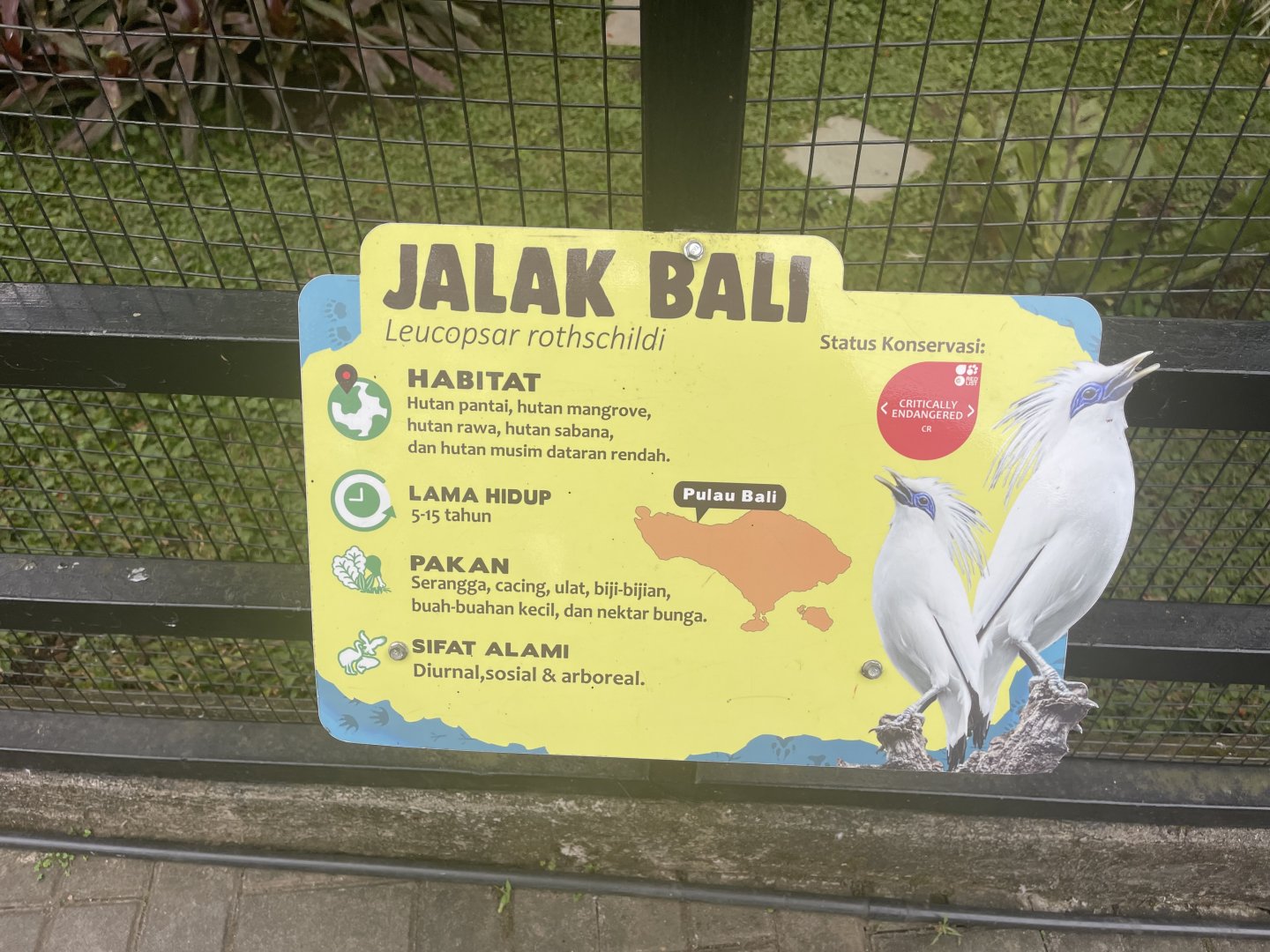 bali myna signage