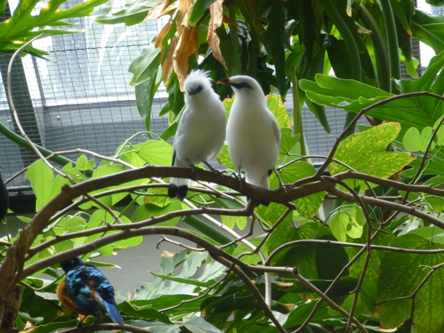 Bali Myna / Starling 23.6.13