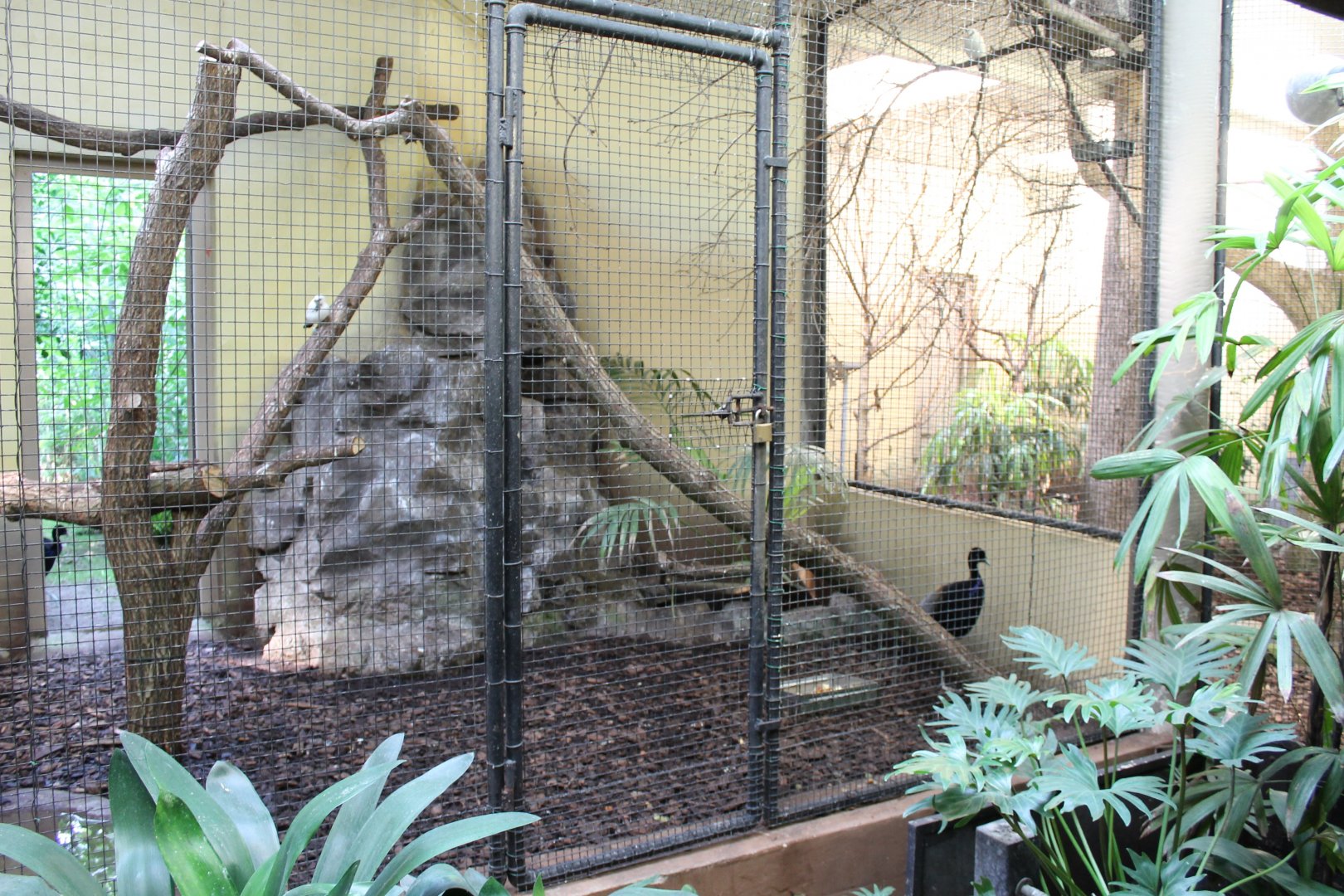 Bali myna - Trumpeter aviary
