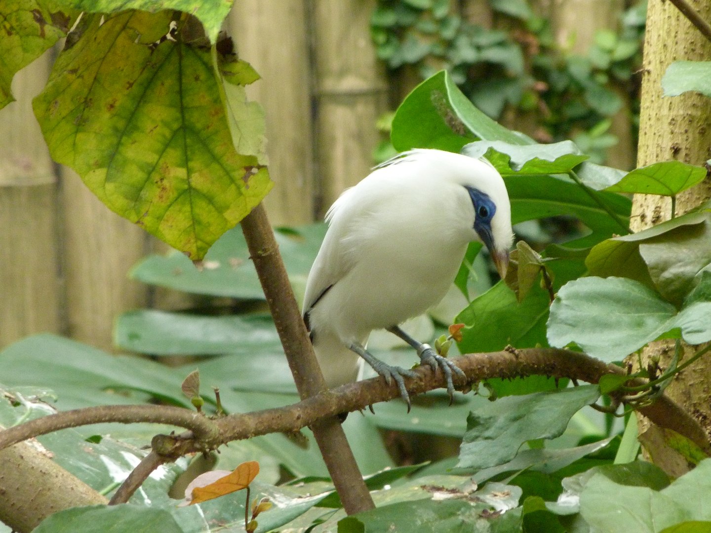 Bali myna -Zoo d'Asson (2025)
