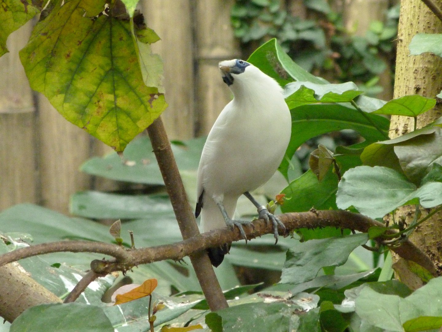 Bali myna -Zoo d'Asson (2025)