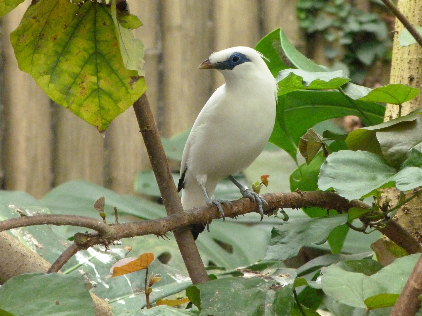 Bali myna -Zoo d'Asson (2025)