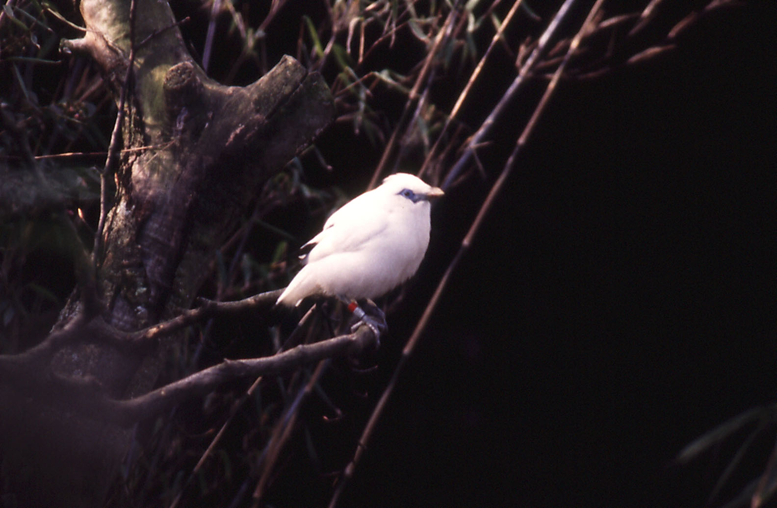 Bali Myna