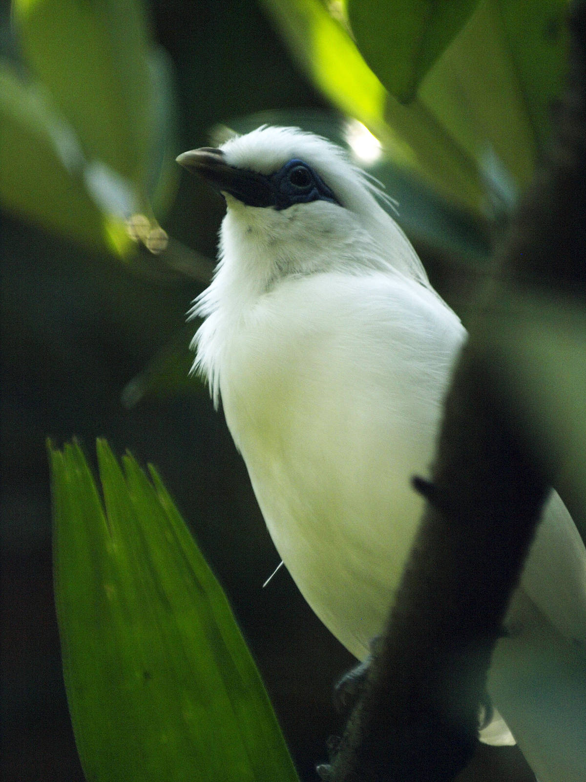 Bali myna