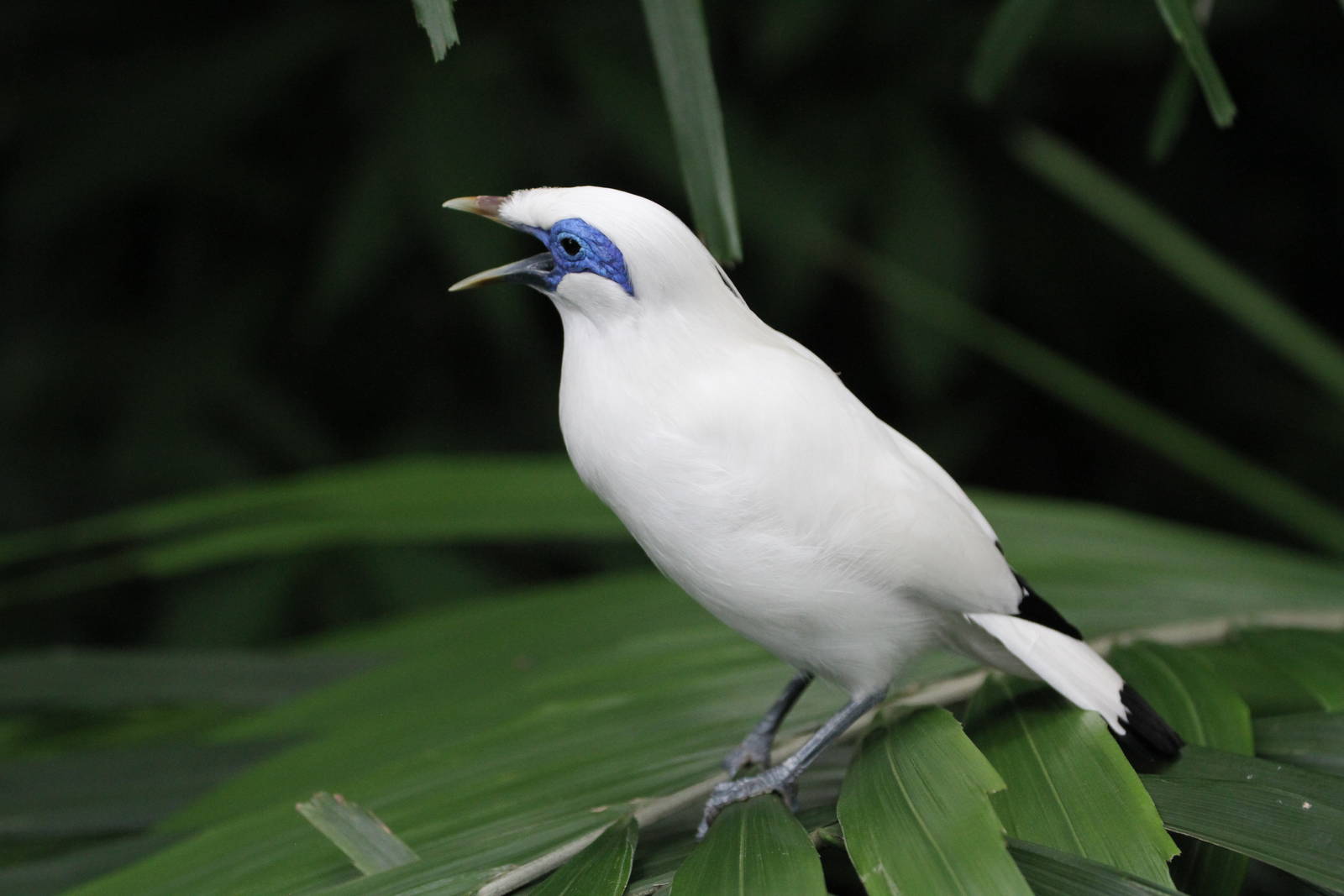 Bali Myna