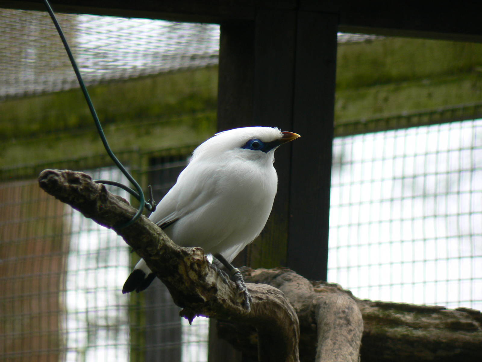 Bali Myna
