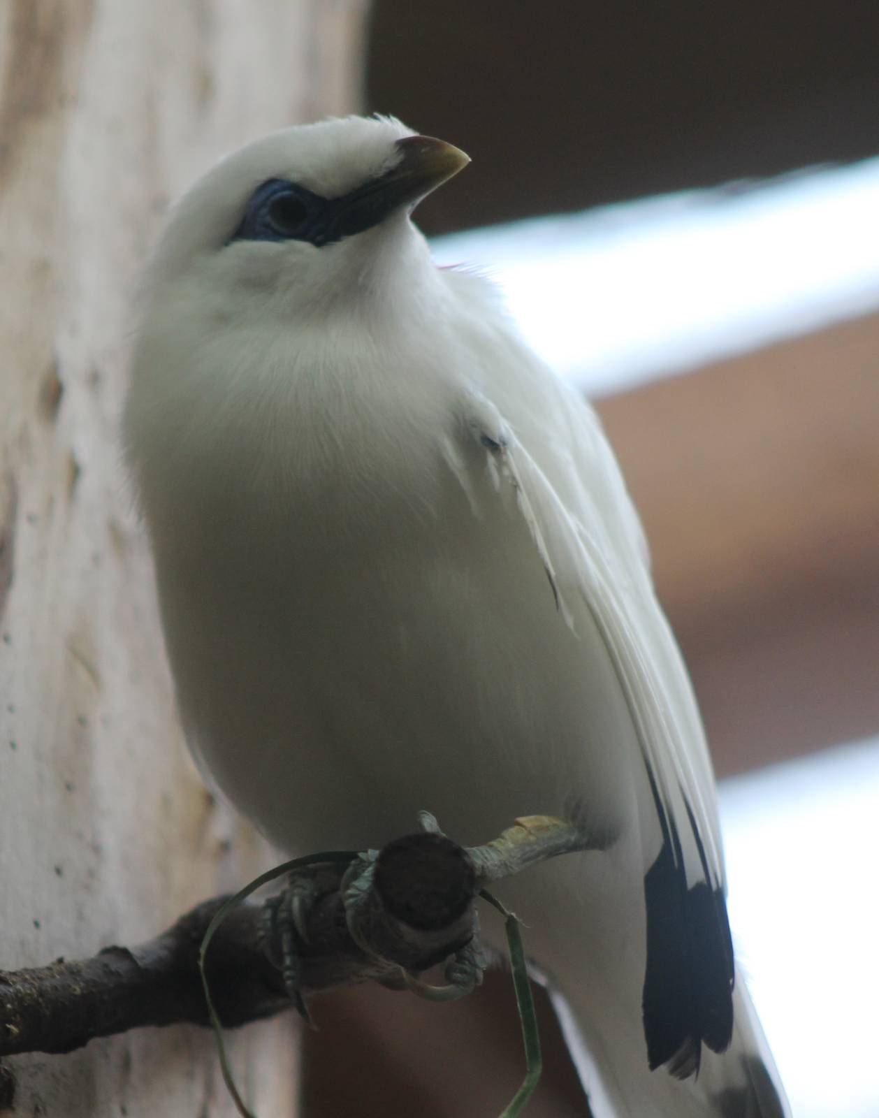 Bali myna