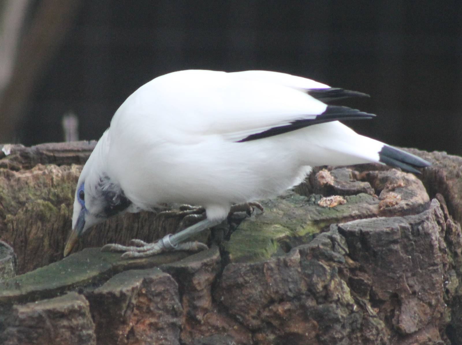 Bali myna