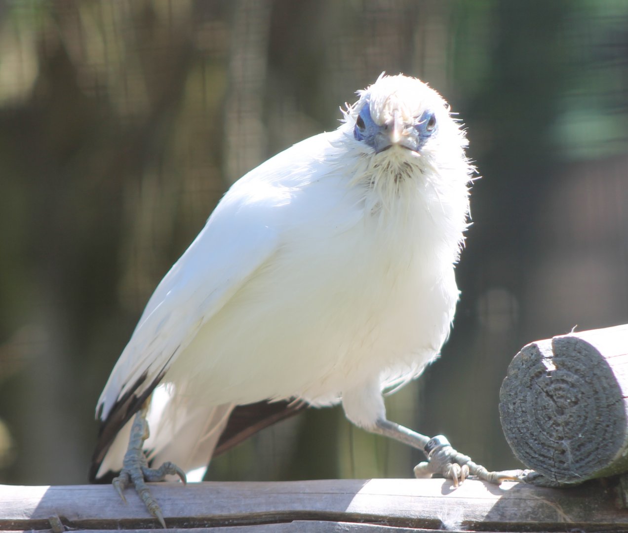 Bali myna
