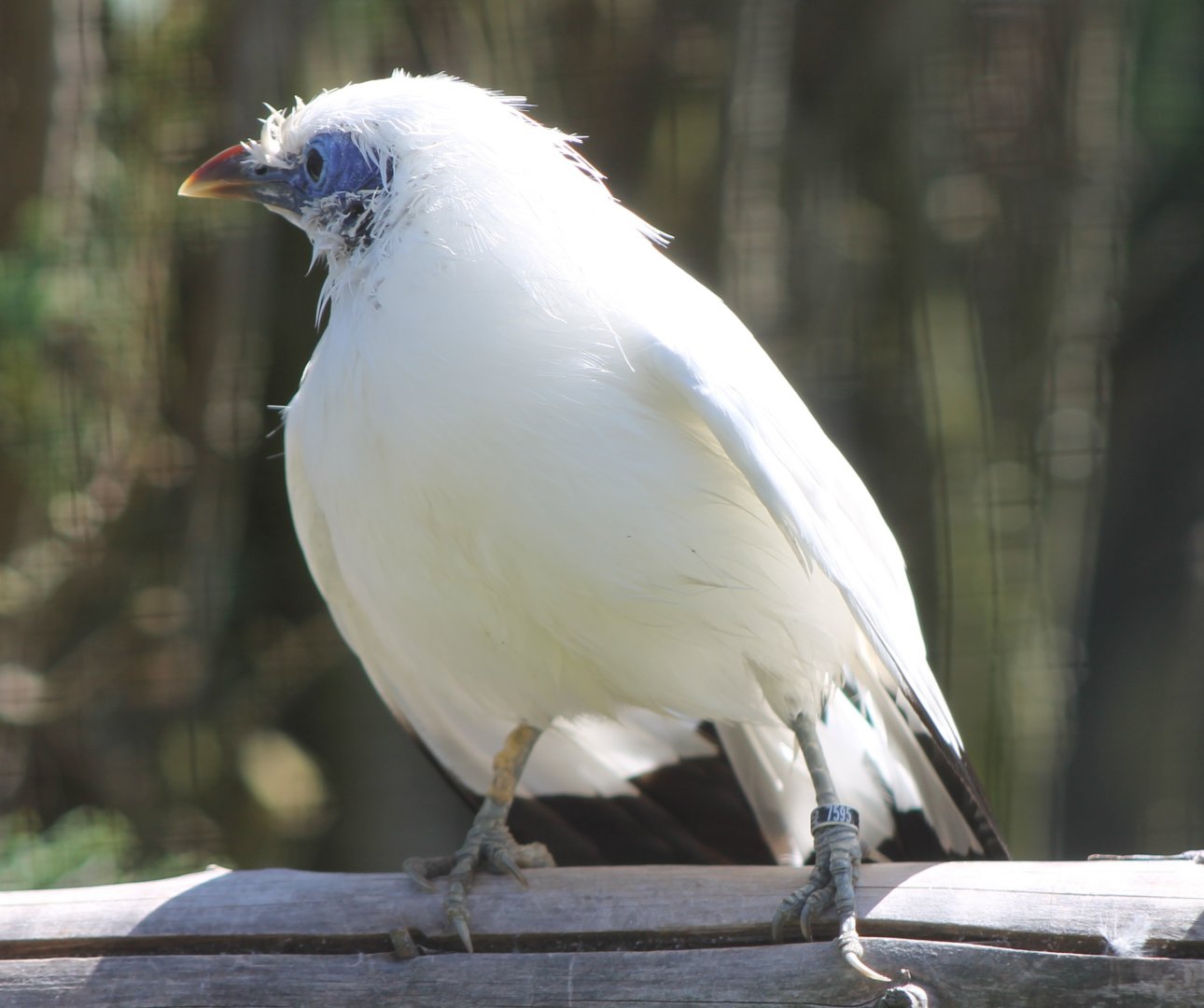 Bali myna