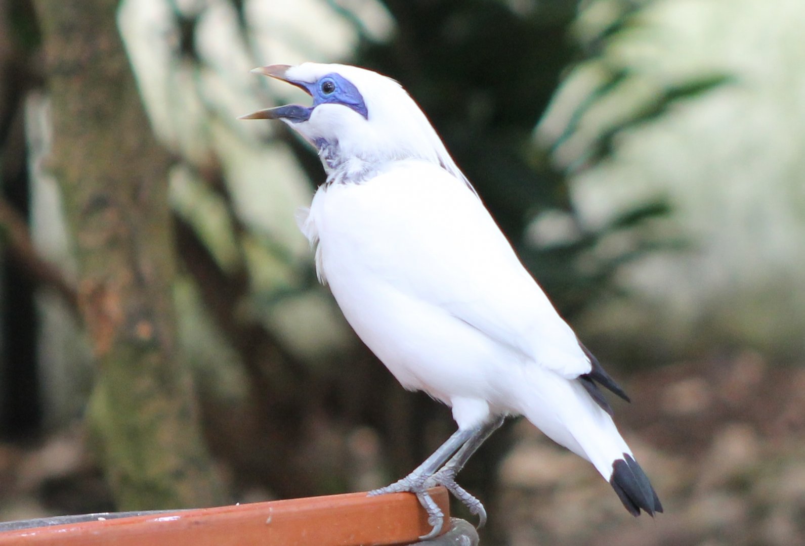 Bali myna