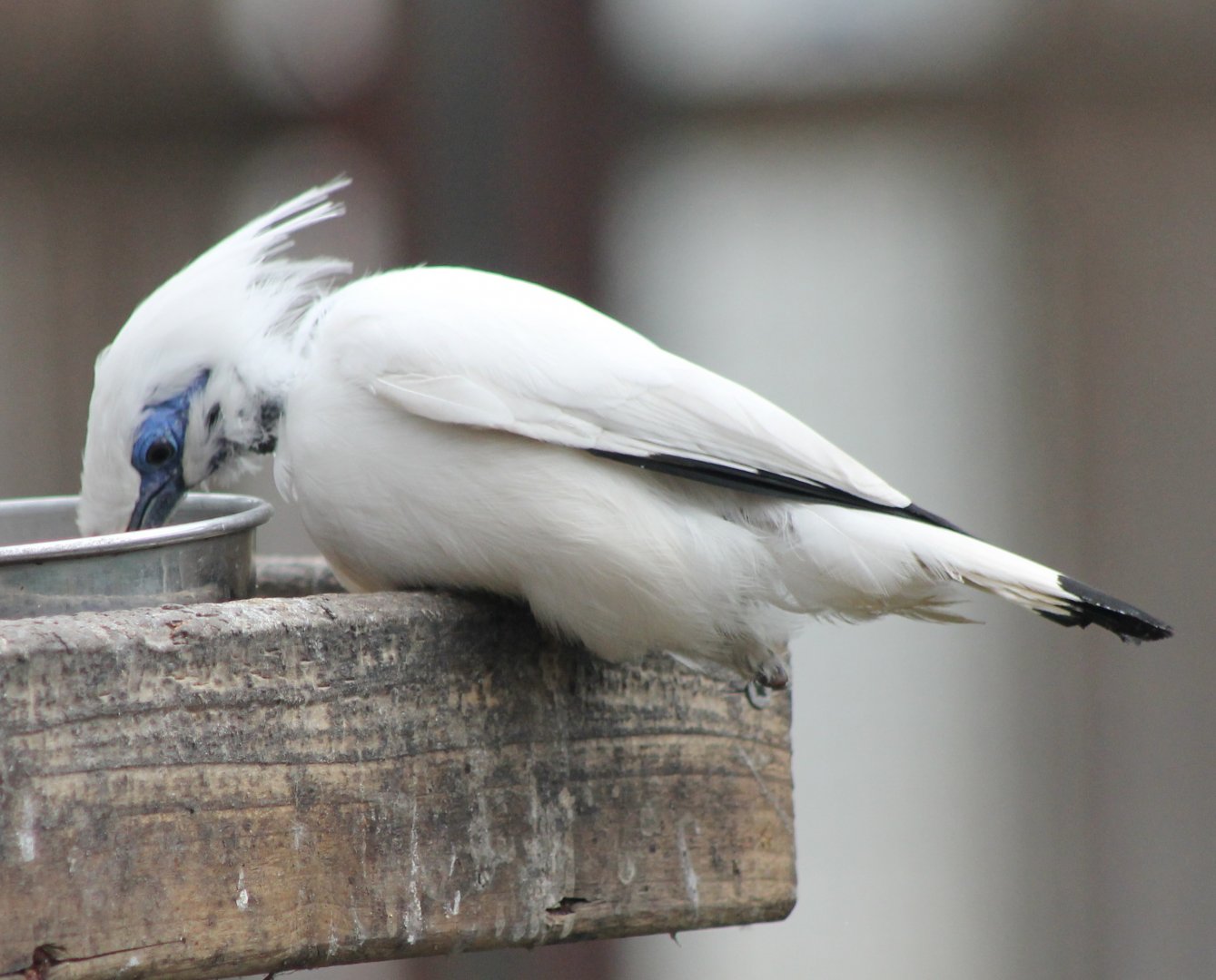 Bali myna