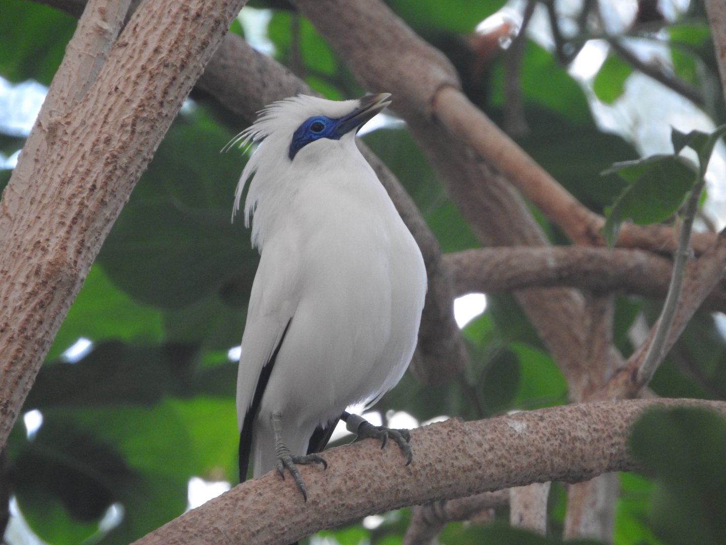 Bali Myna