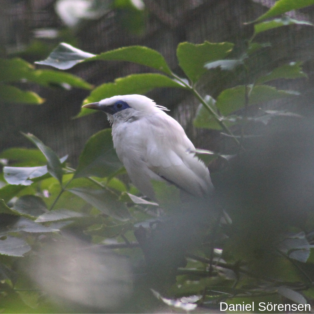 Bali myna