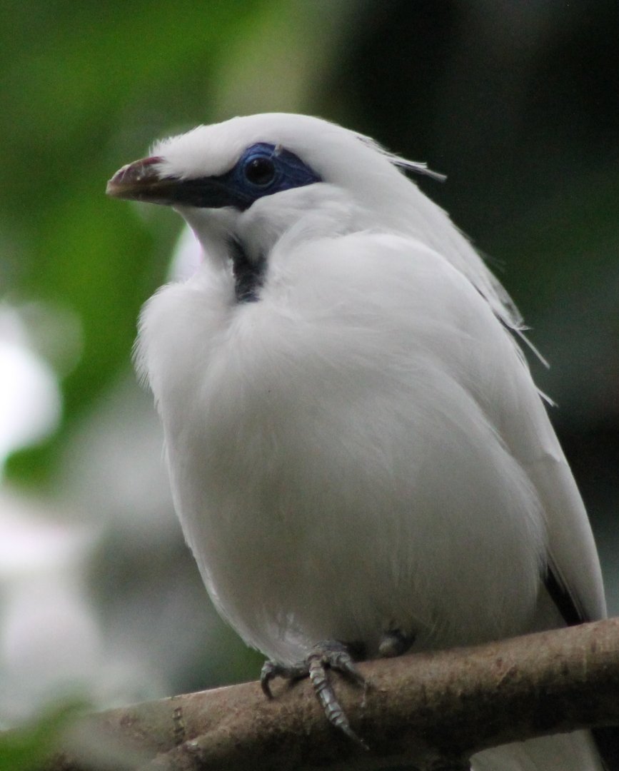 Bali myna