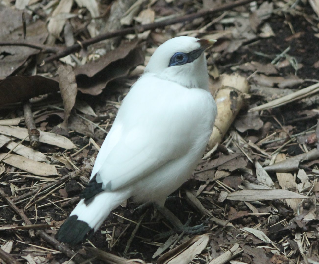 Bali myna