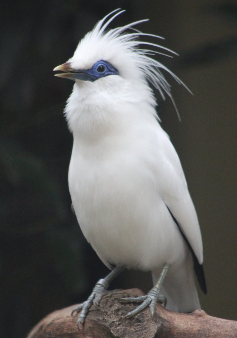 Bali myna