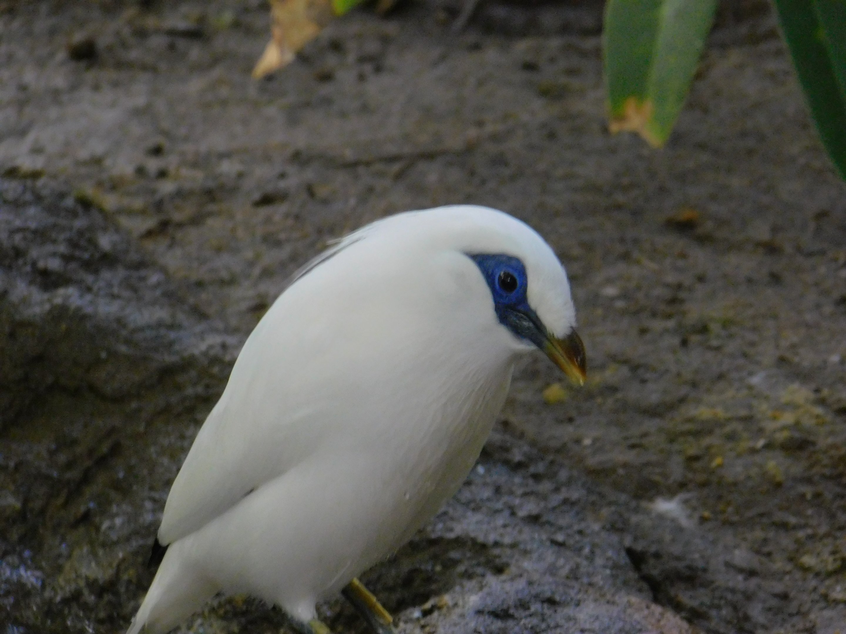Bali Myna
