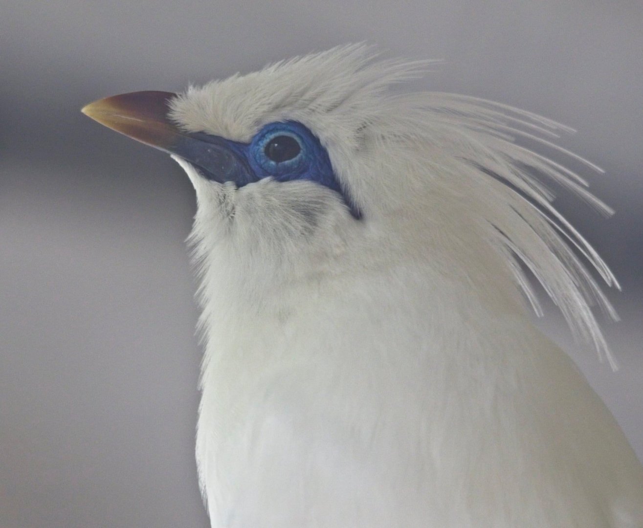 Bali myna