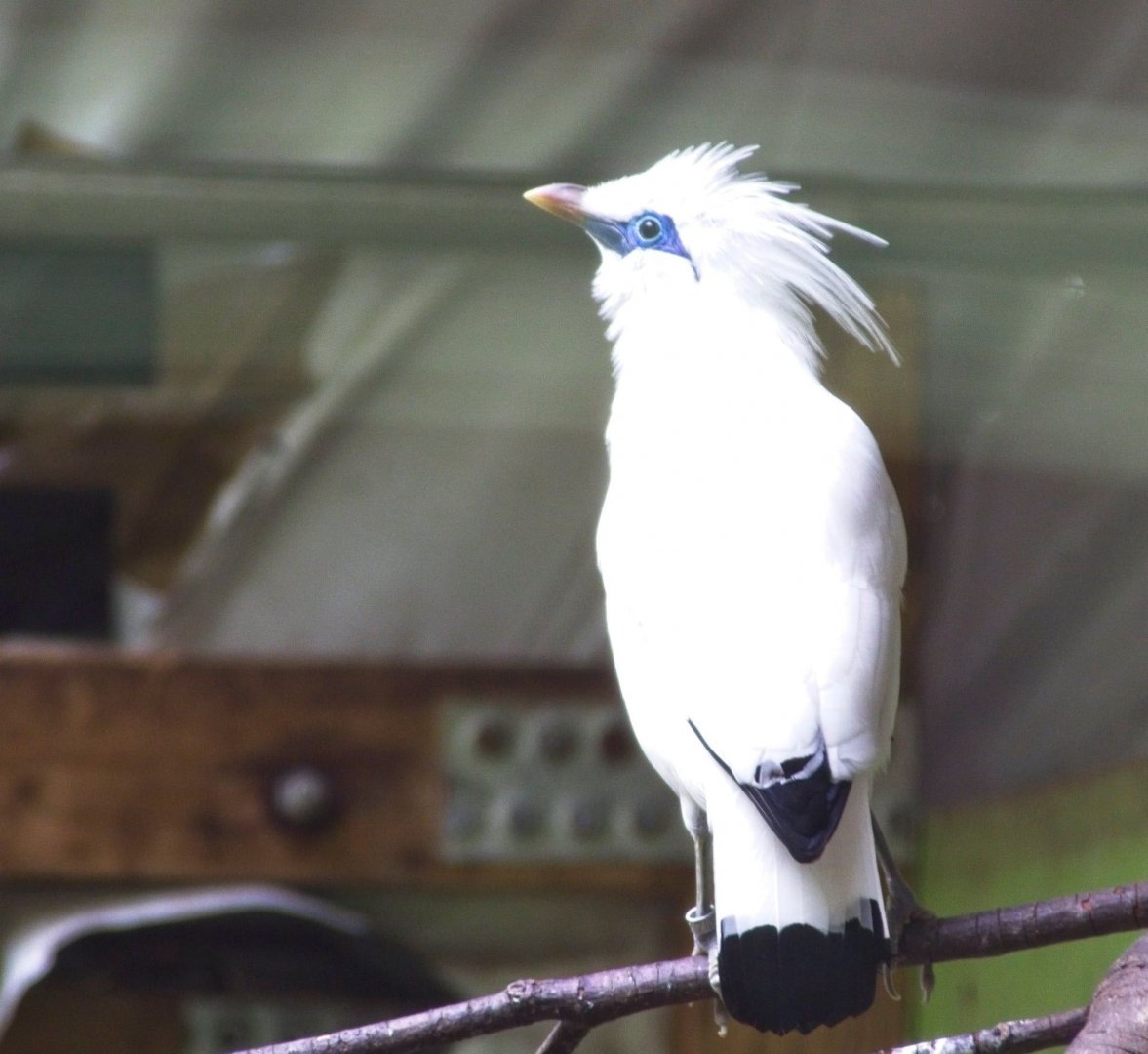 Bali Myna