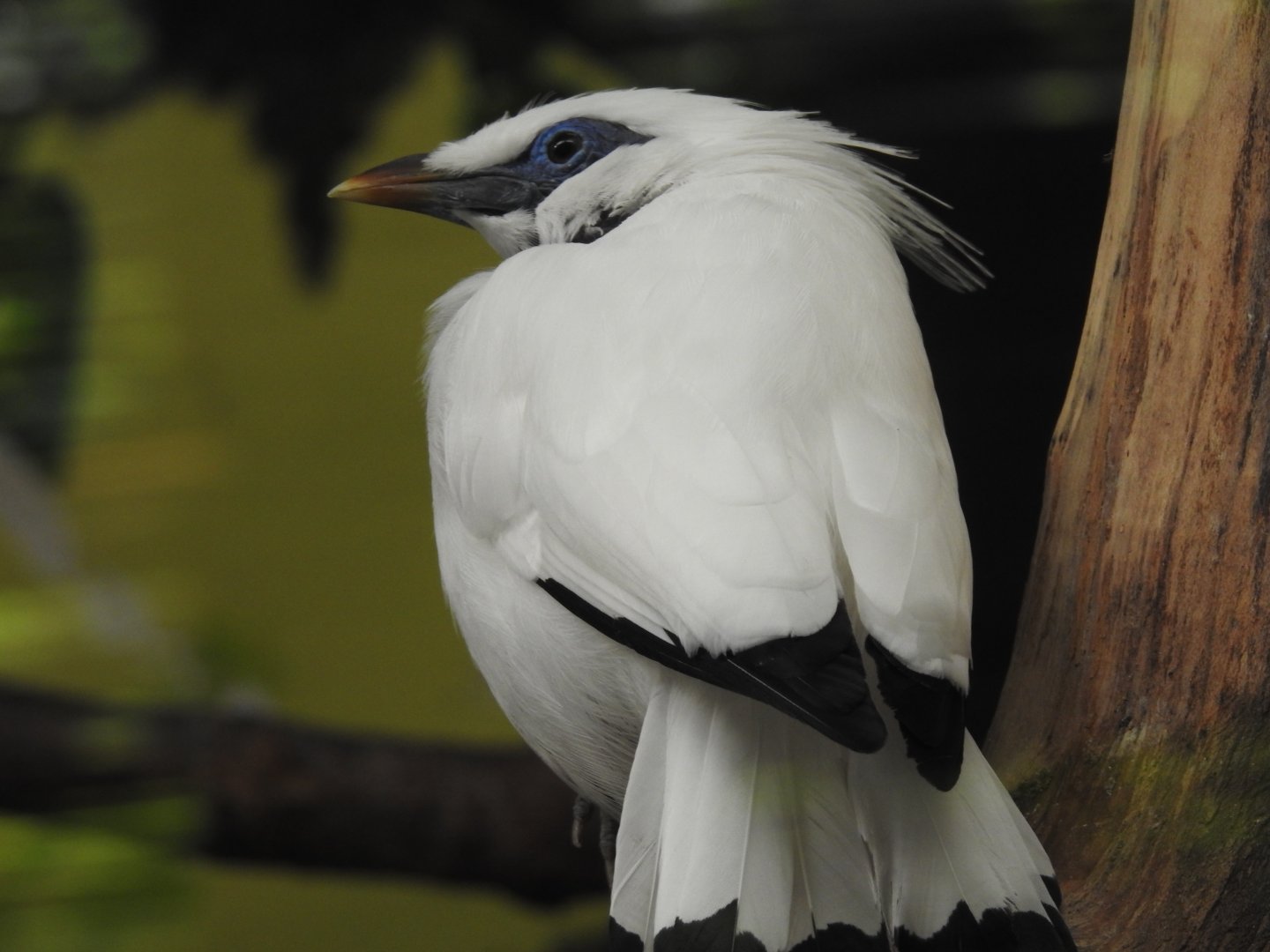 Bali myna