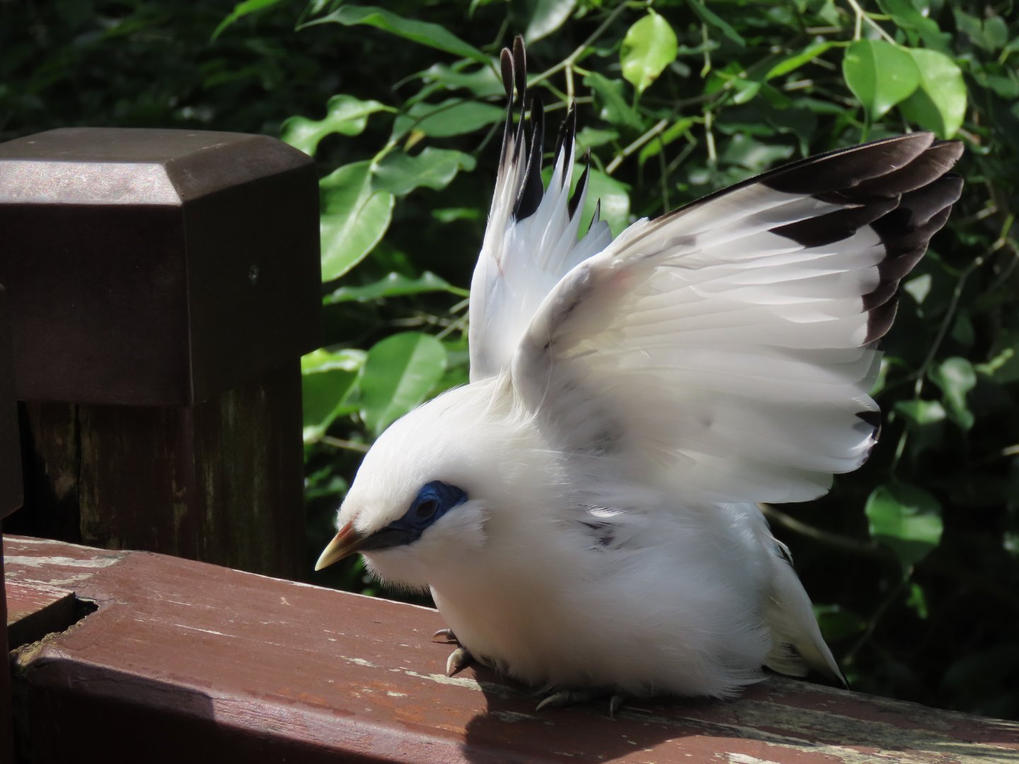 Bali myna