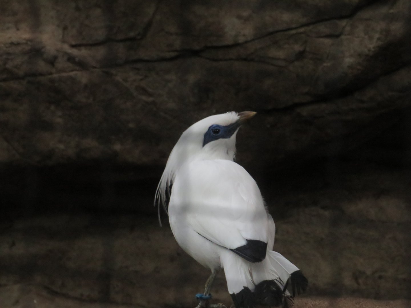 Bali Myna