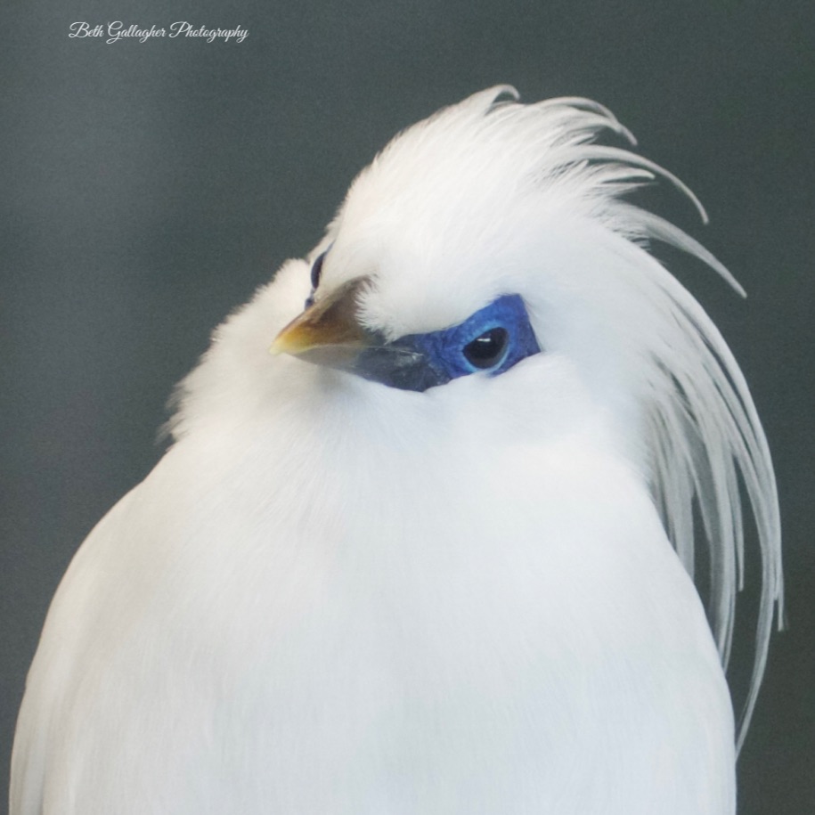 Bali Myna