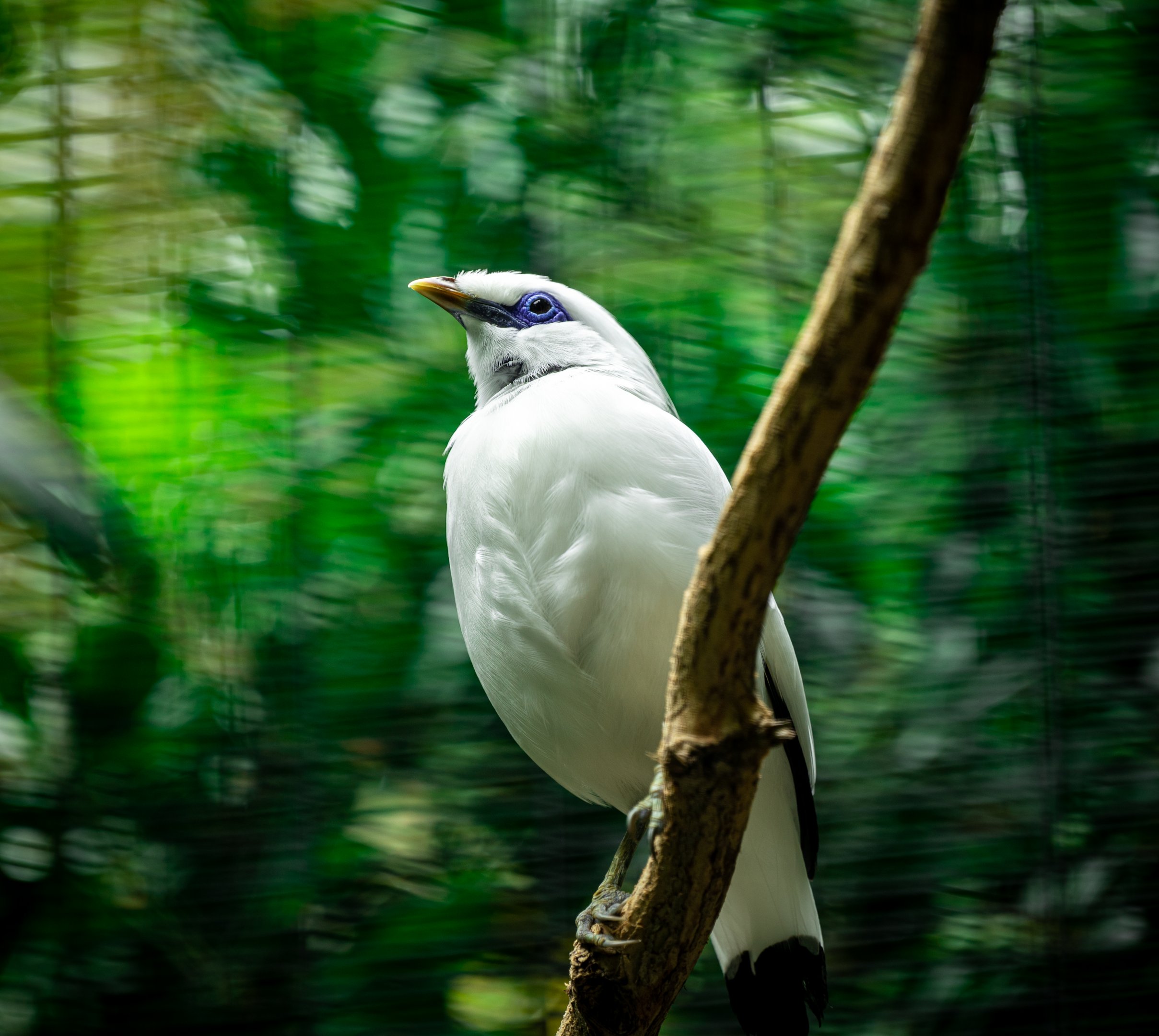Bali Myna