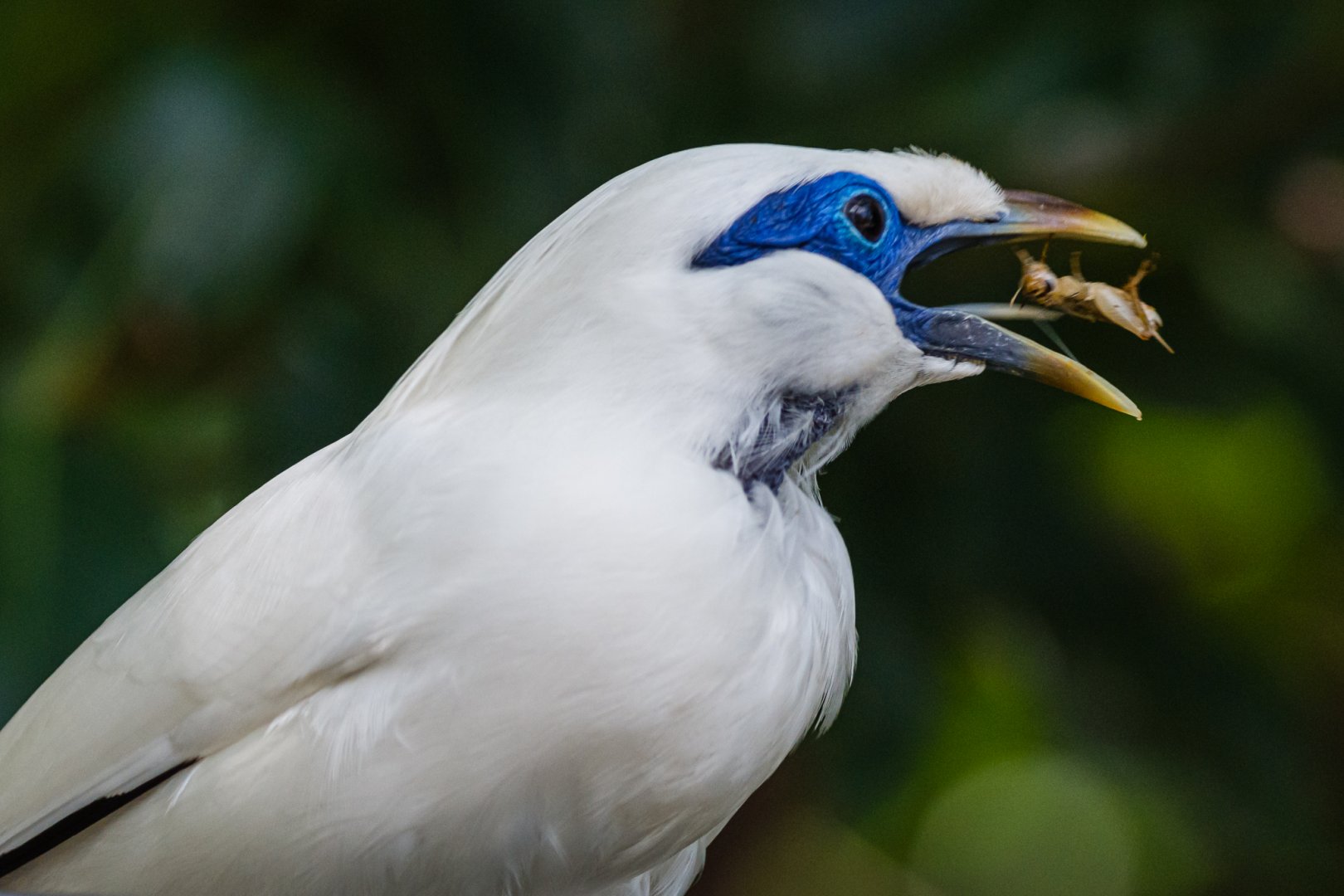 Bali Myna