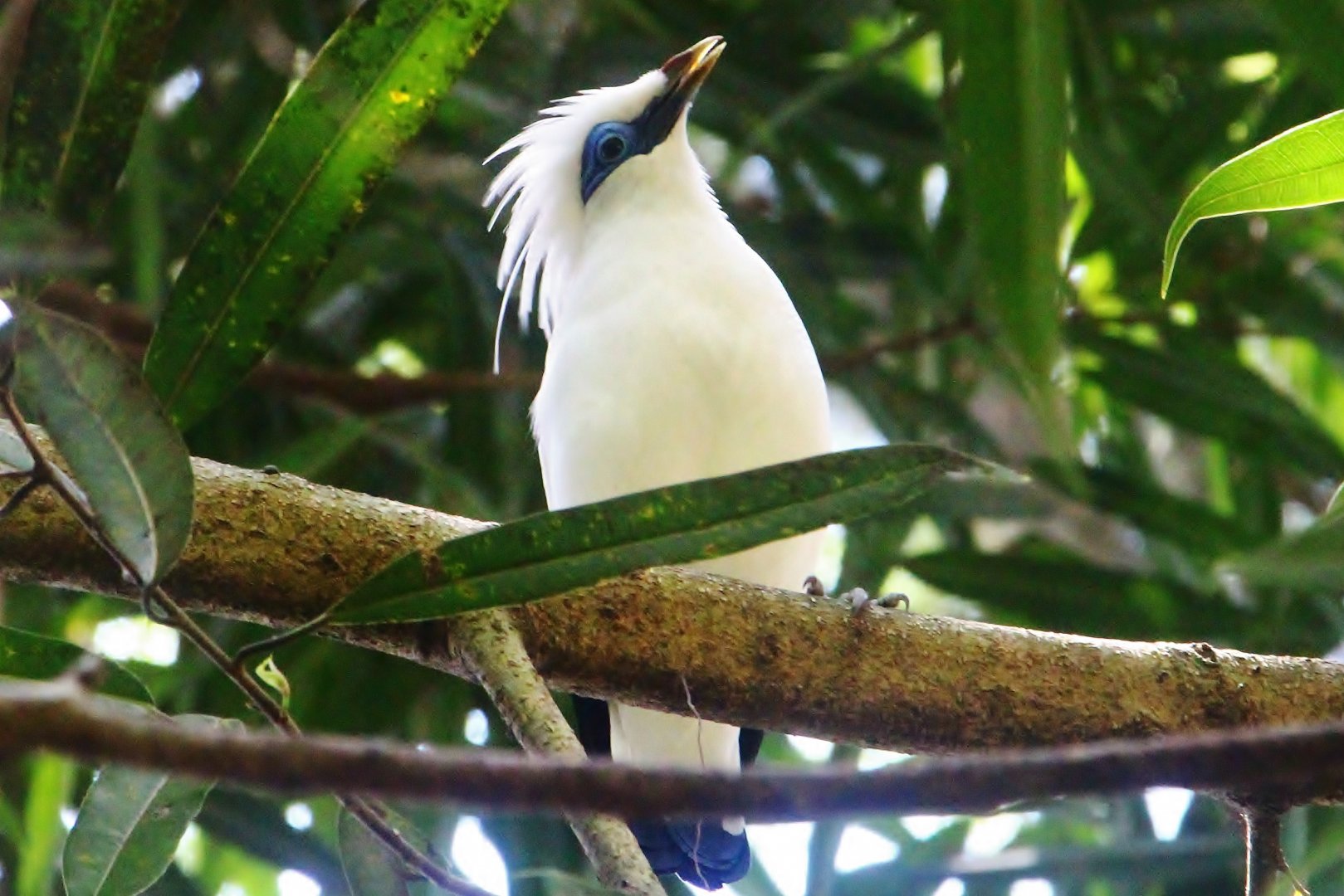 Bali Myna