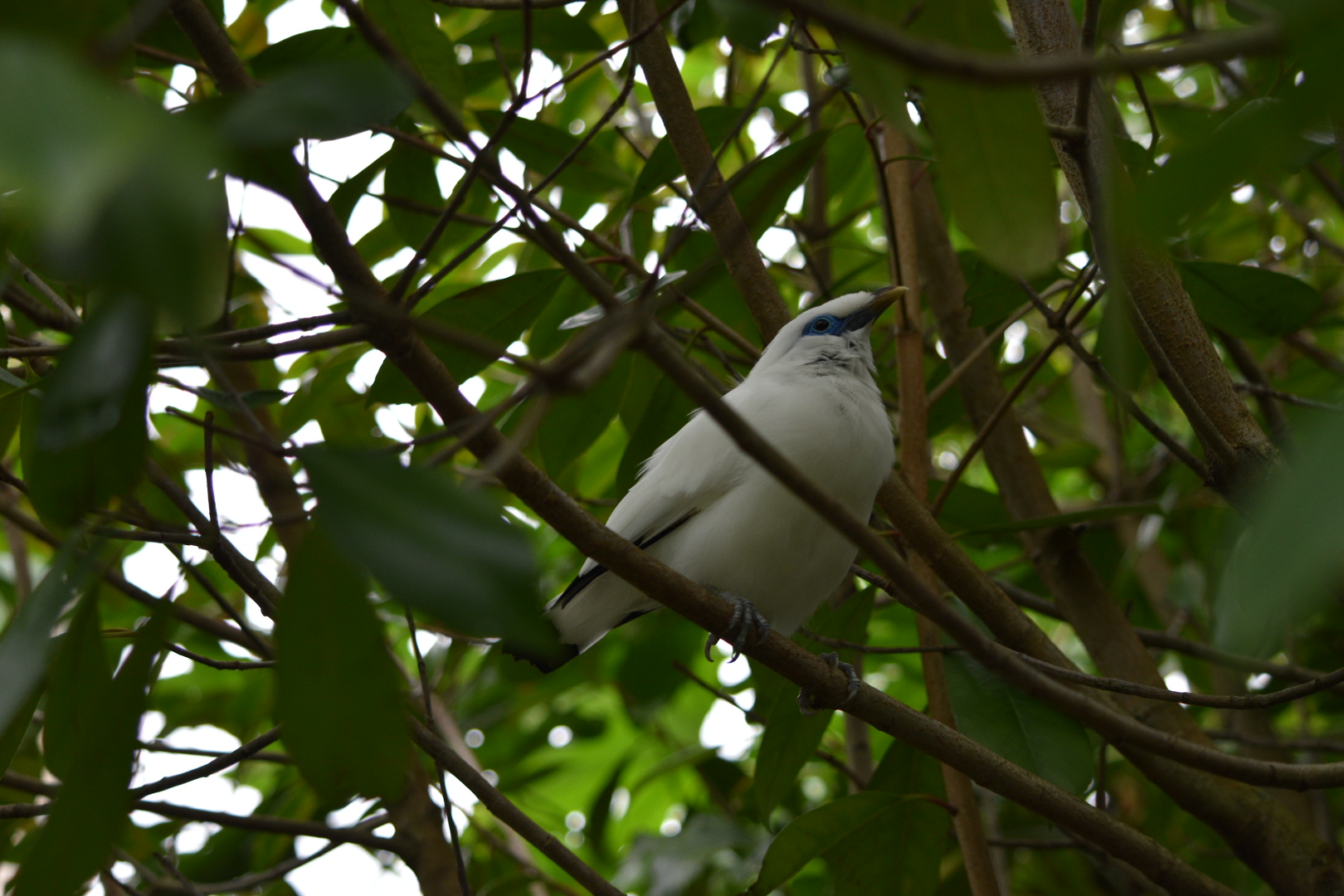 Bali Myna