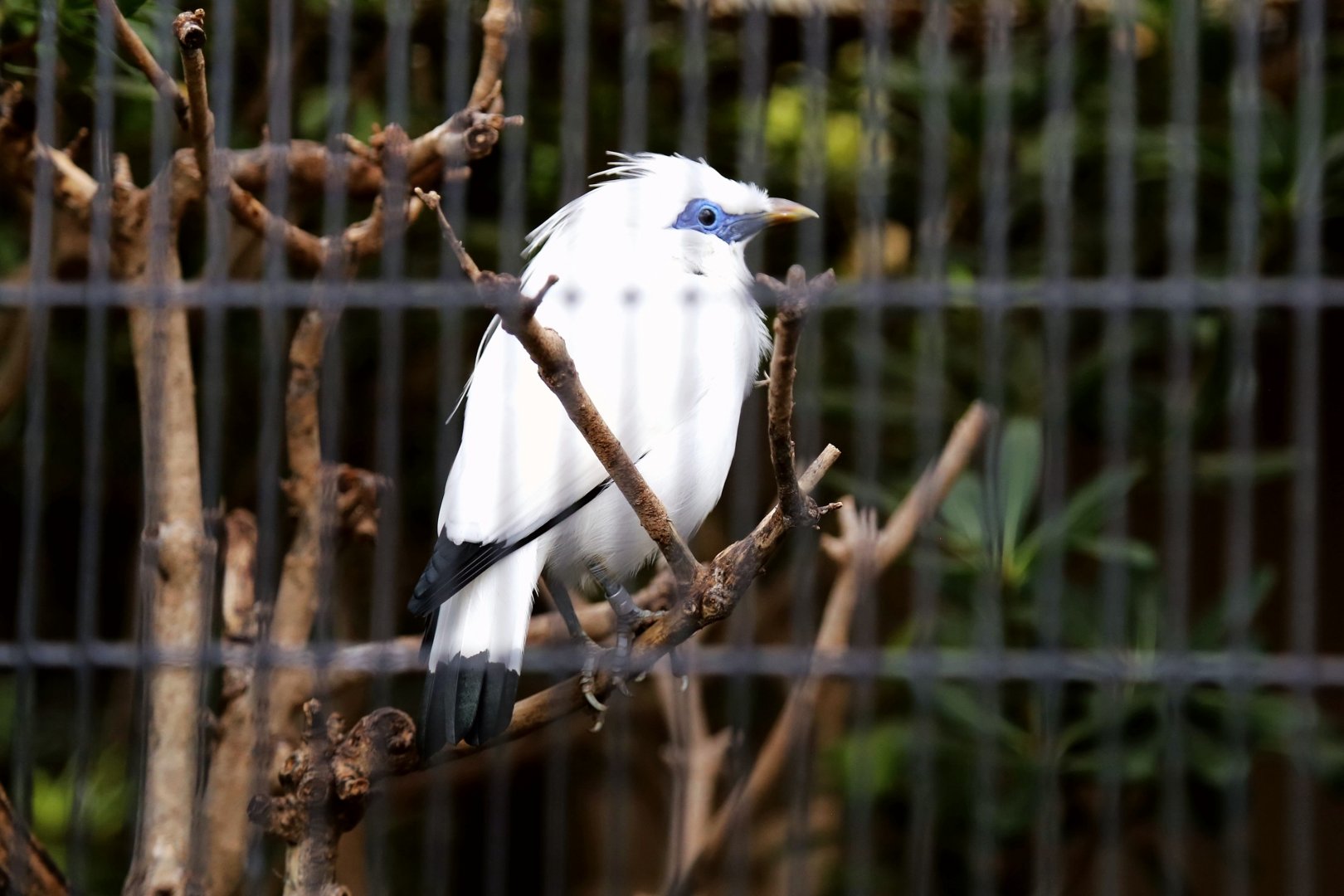 Bali Myna