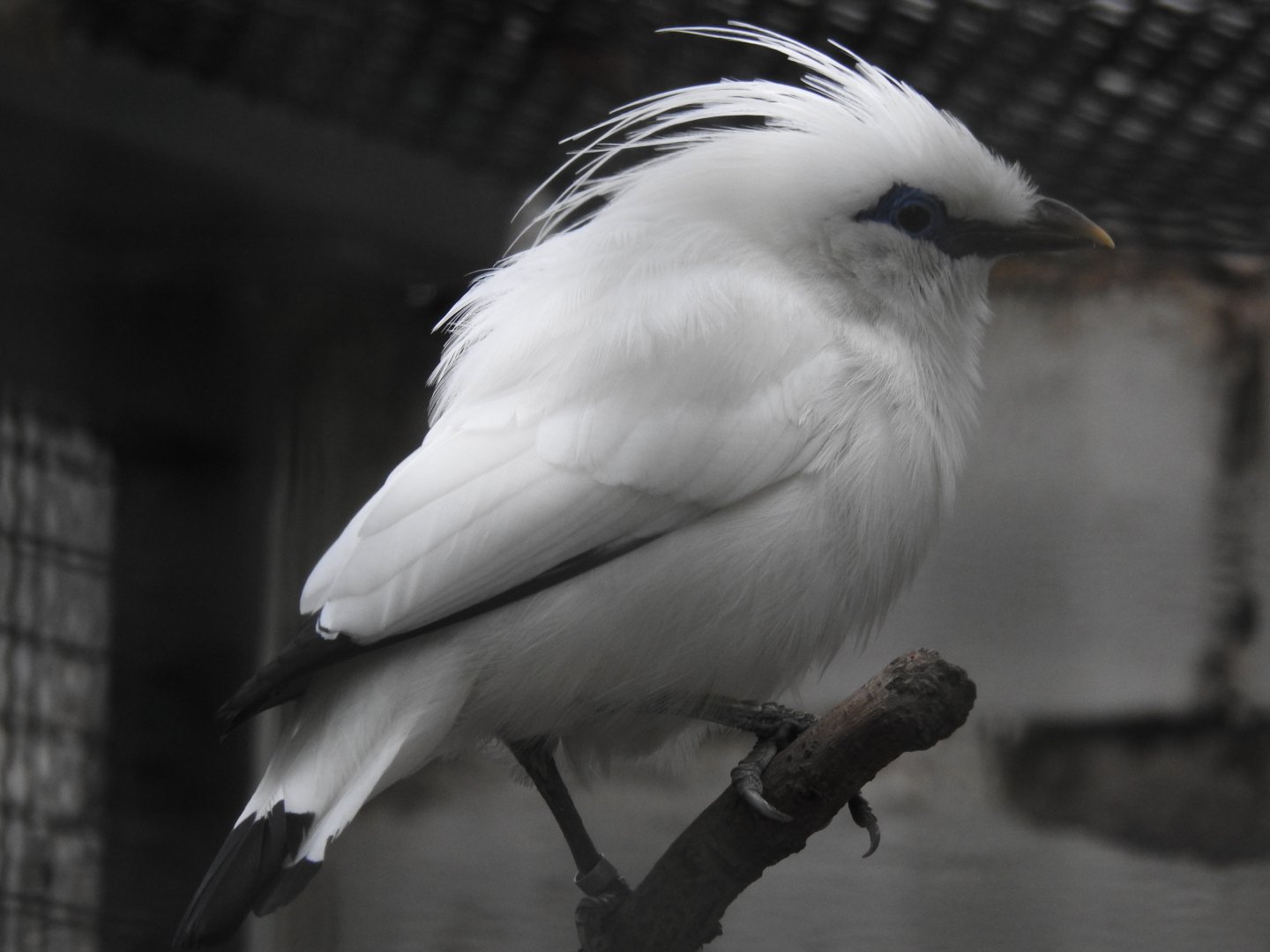 Bali myna