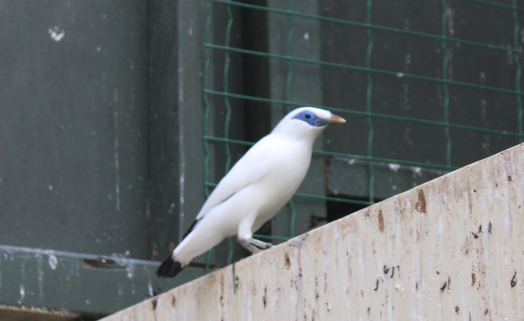 Bali myna