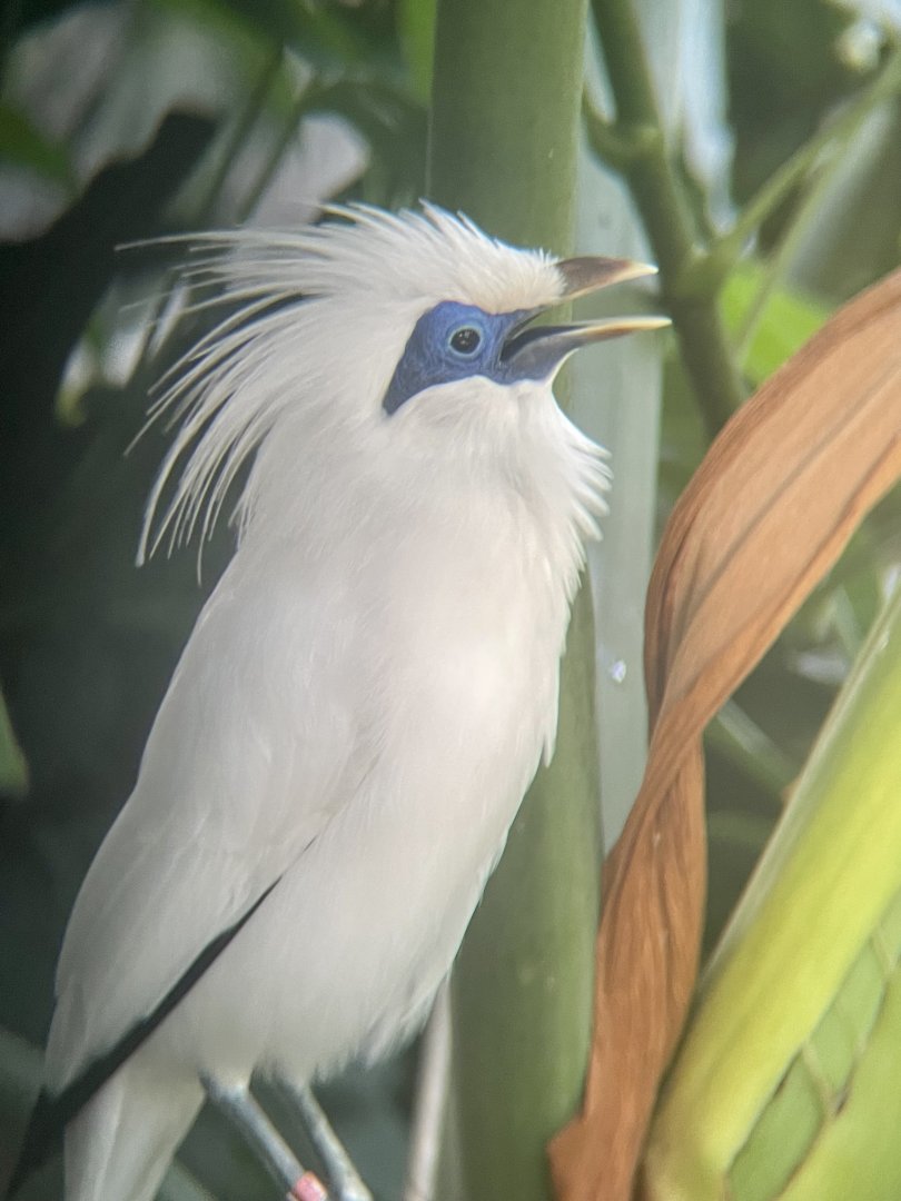 Bali Myna