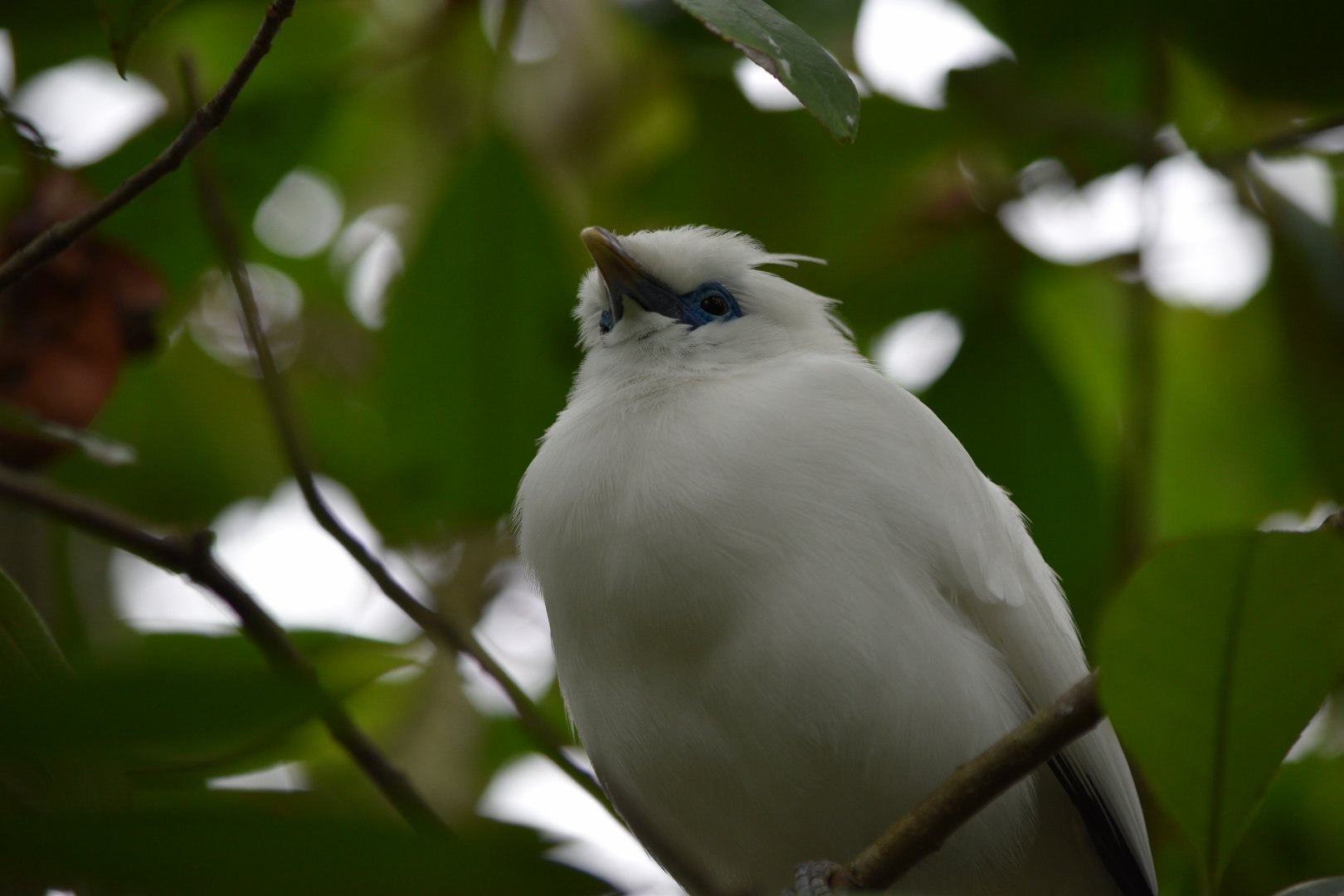 Bali myna