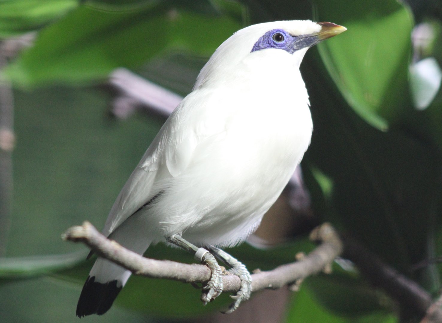 Bali myna