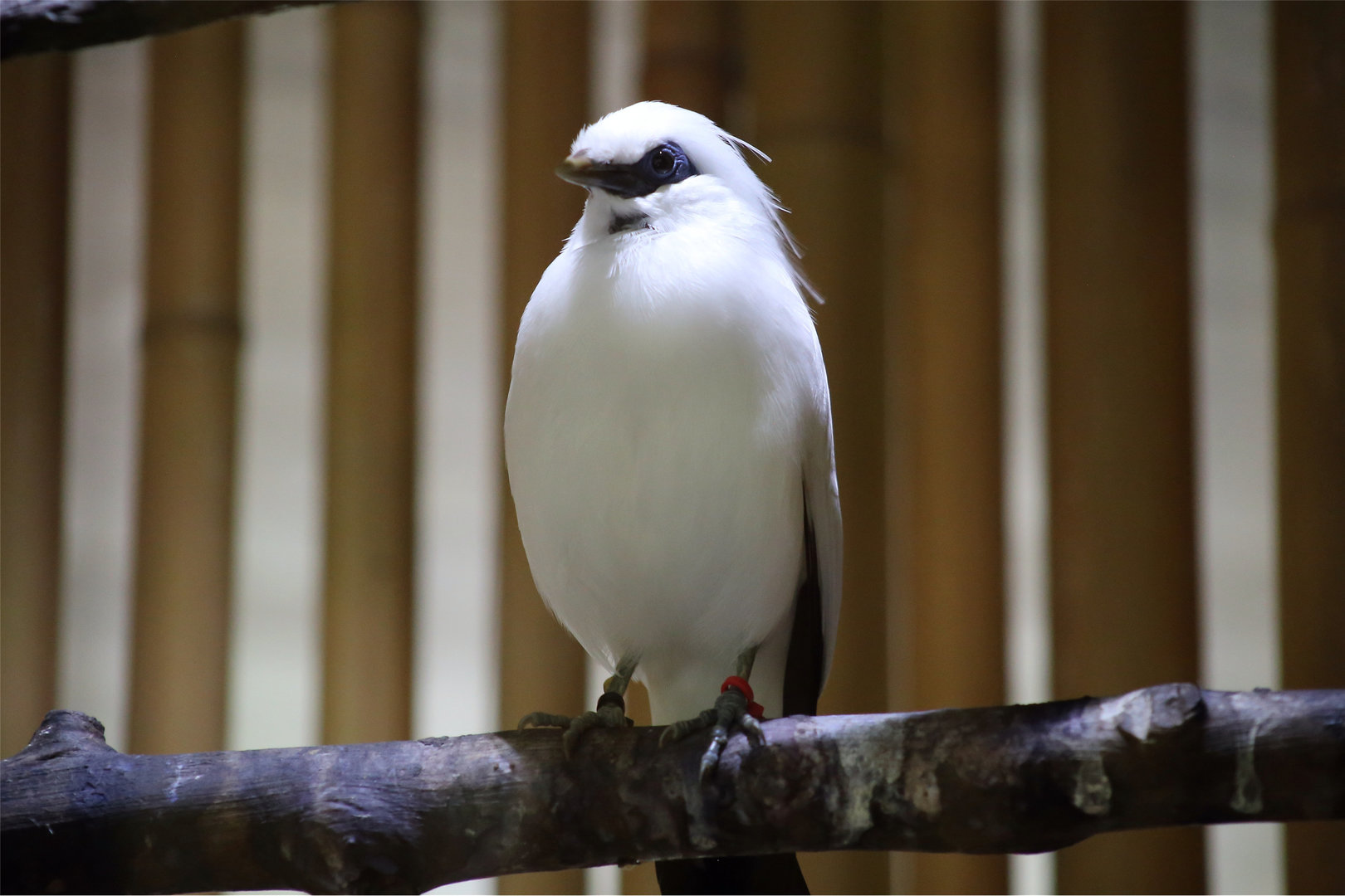 Bali Myna