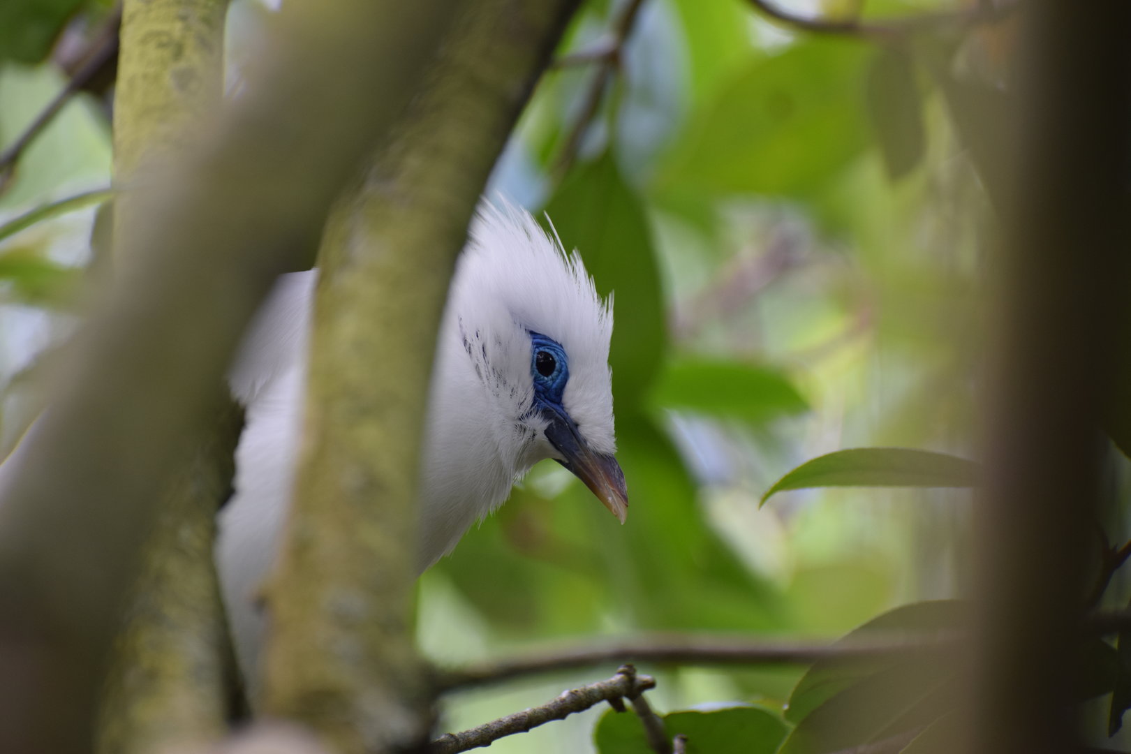 Bali myna